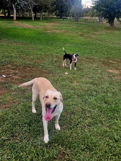 Hagan Community Dog Park - Rancho Cordova, CA