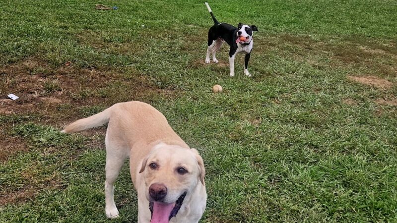 Hagan Community Dog Park - Rancho Cordova, CA