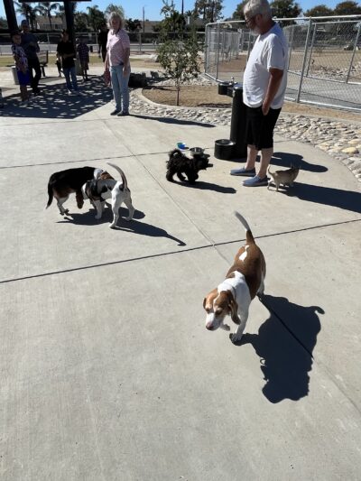 Central Park Dog Park - Rancho Cucamonga, CA