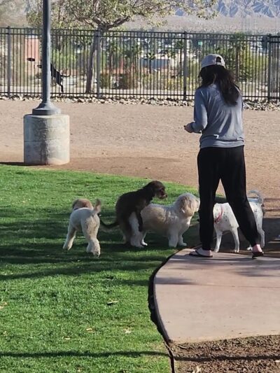 Rancho Mirage Dog Park - Rancho Mirage, CA