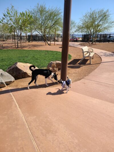 Rancho Mirage Dog Park - Rancho Mirage, CA