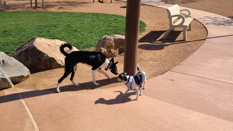 Rancho Mirage Dog Park - Rancho Mirage, CA