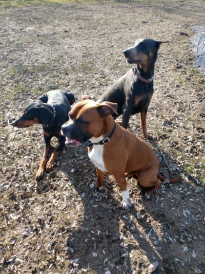 Harmony Run K9 - Dog Daycare, Boarding, Training, and Canine Massage - Randall, MN