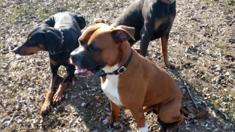 Harmony Run K9 - Dog Daycare, Boarding, Training, and Canine Massage - Randall, MN