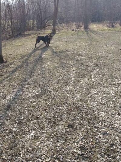 Harmony Run K9 - Dog Daycare, Boarding, Training, and Canine Massage - Randall, MN