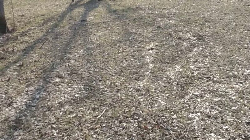 Harmony Run K9 - Dog Daycare, Boarding, Training, and Canine Massage - Randall, MN