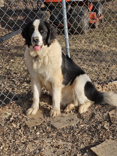 Harmony Run K9 - Dog Daycare, Boarding, Training, and Canine Massage - Randall, MN