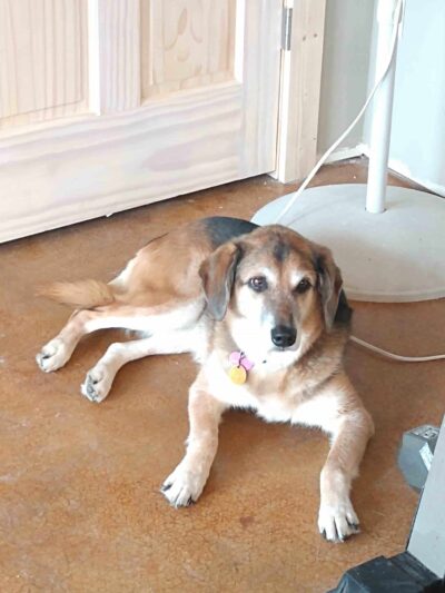 Harmony Run K9 - Dog Daycare, Boarding, Training, and Canine Massage - Randall, MN