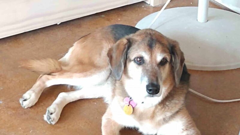 Harmony Run K9 - Dog Daycare, Boarding, Training, and Canine Massage - Randall, MN