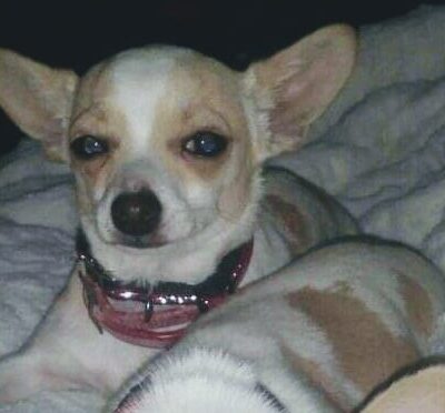 Harmony Run K9 - Dog Daycare, Boarding, Training, and Canine Massage - Randall, MN