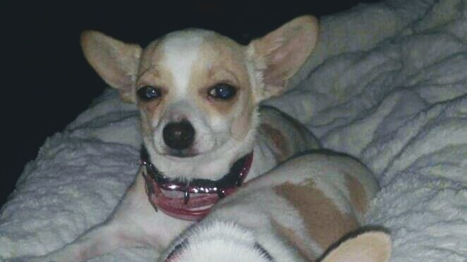 Harmony Run K9 - Dog Daycare, Boarding, Training, and Canine Massage - Randall, MN