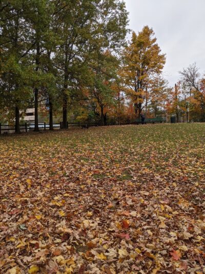 Raritan Dog Park - Raritan, NJ