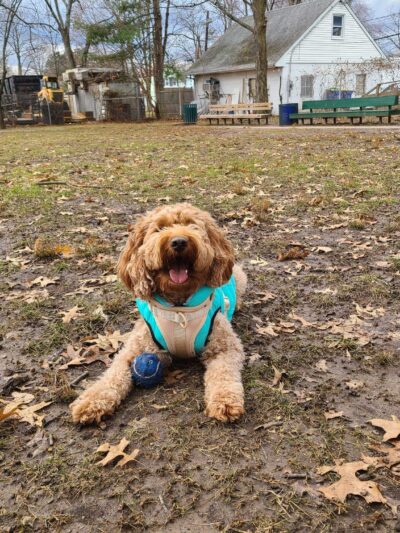 Raritan Dog Park - Raritan, NJ