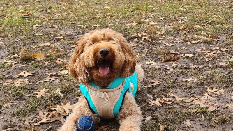 Raritan Dog Park - Raritan, NJ