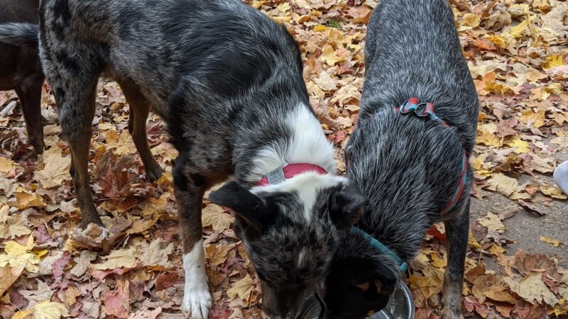 Raritan Dog Park - Raritan, NJ