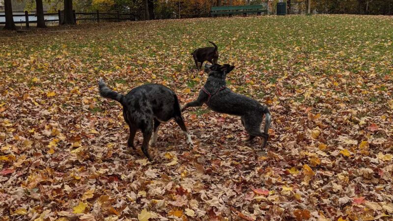 Raritan Dog Park - Raritan, NJ