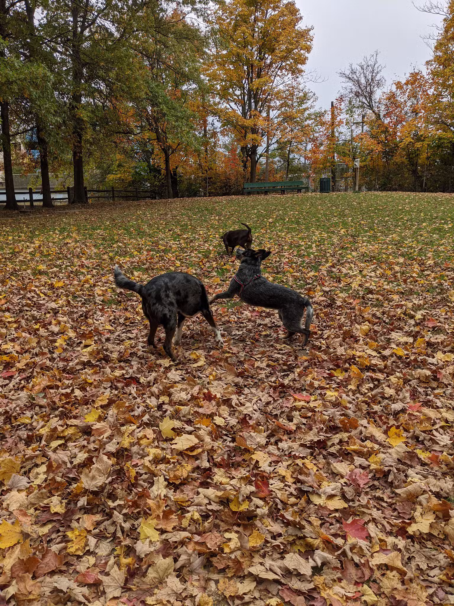 Raritan Dog Park - Raritan, NJ