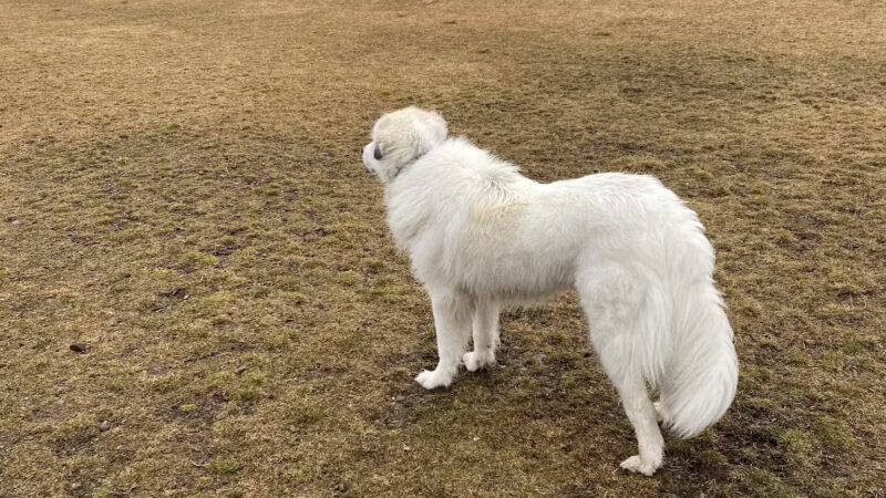 Rathdrum Dog Park - Rathdrum, ID