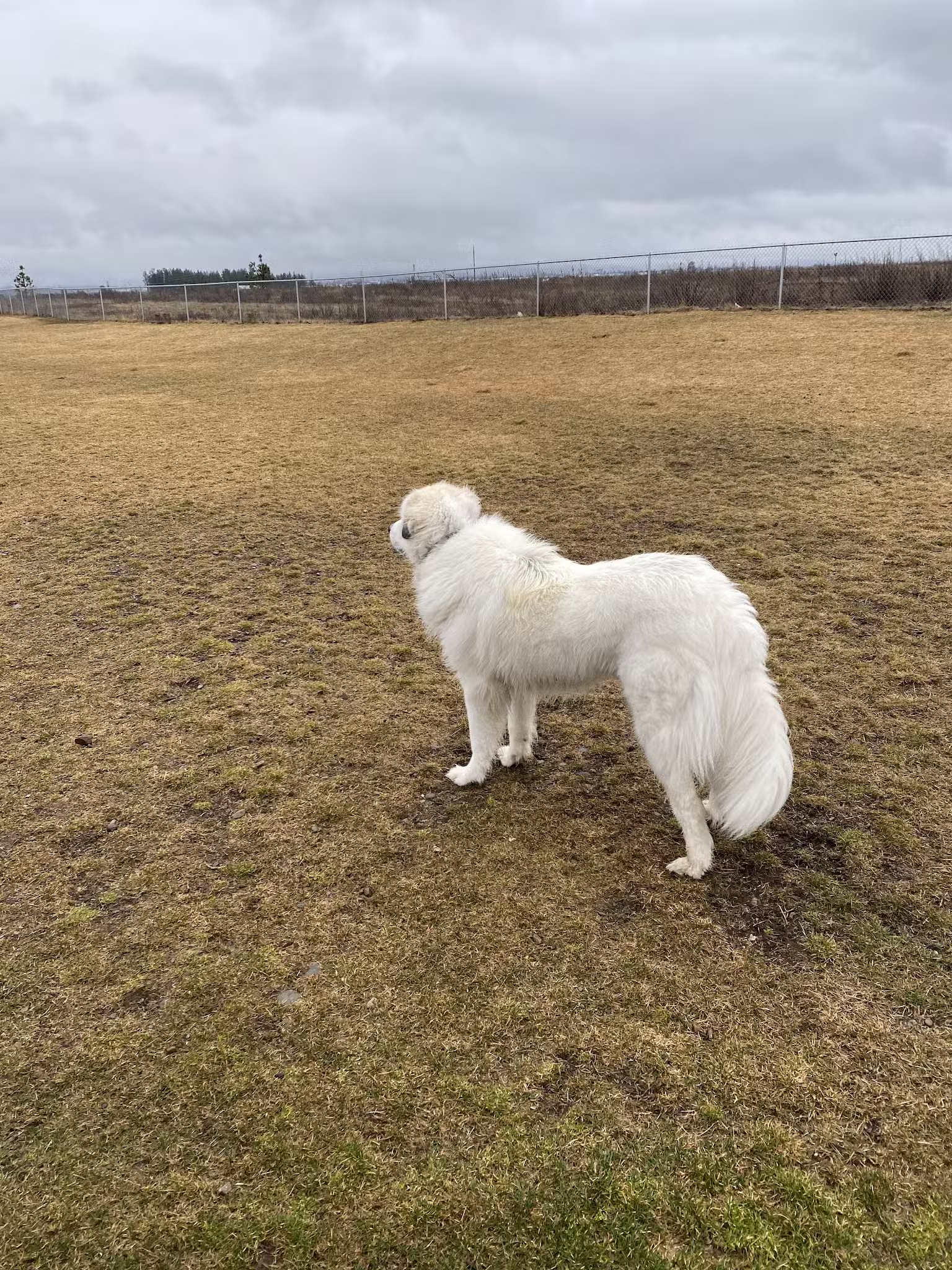 Rathdrum Dog Park - Rathdrum, ID