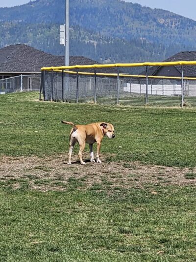 Rathdrum Dog Park - Rathdrum, ID