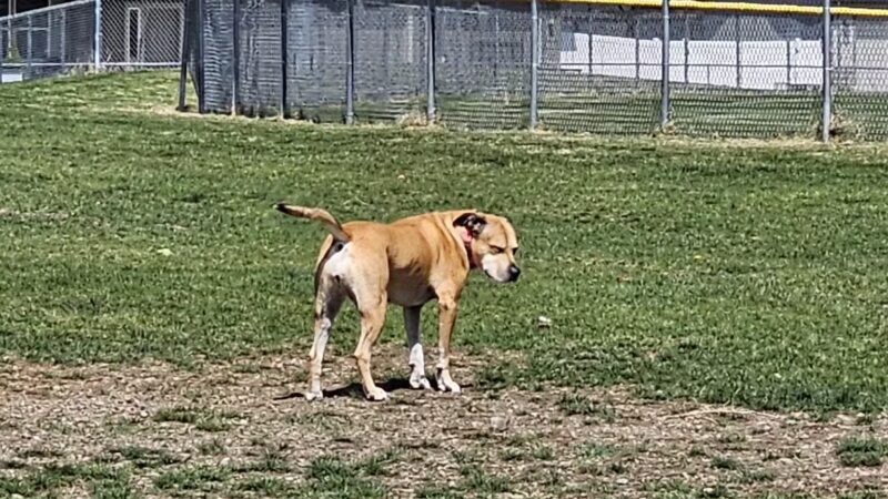 Rathdrum Dog Park - Rathdrum, ID