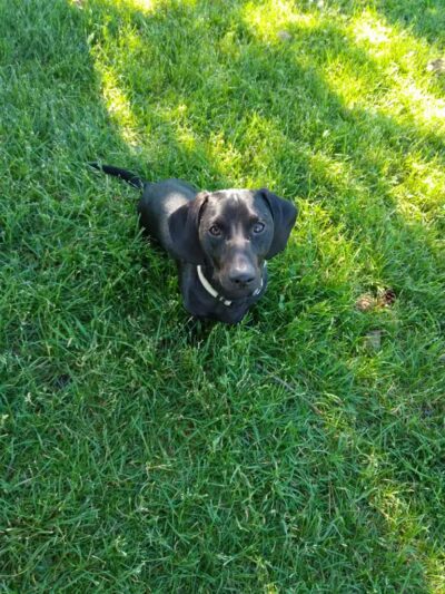 Rathdrum Dog Park - Rathdrum, ID