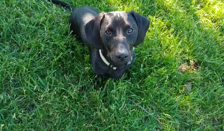 Rathdrum Dog Park - Rathdrum, ID
