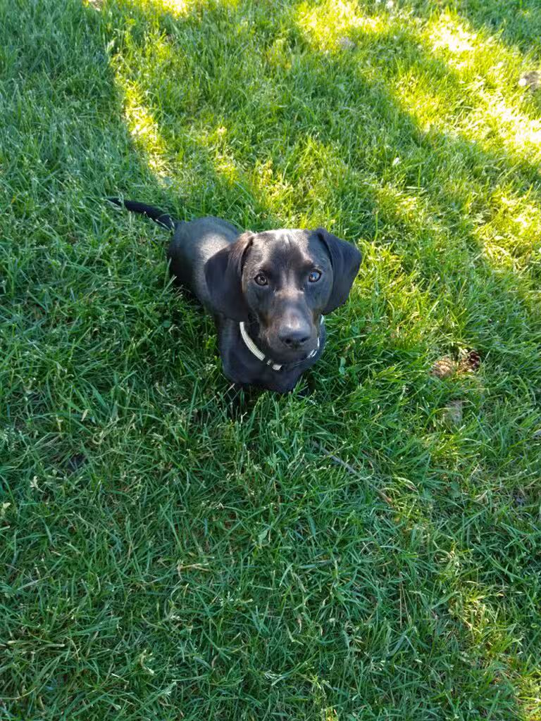 Rathdrum Dog Park - Rathdrum, ID