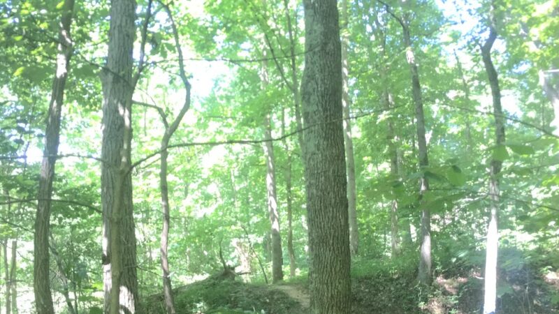 Kevin Clegg Trail System - Ravenswood, WV