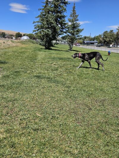 City of Rawlins Dog Park - Rawlins, WY