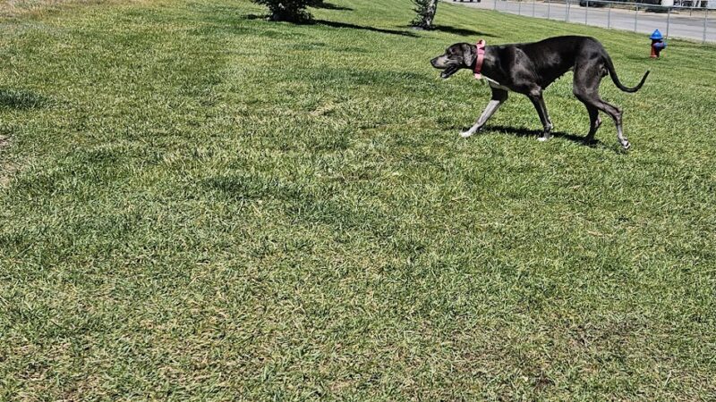 City of Rawlins Dog Park - Rawlins, WY