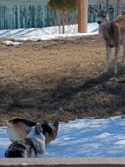City of Rawlins Dog Park - Rawlins, WY