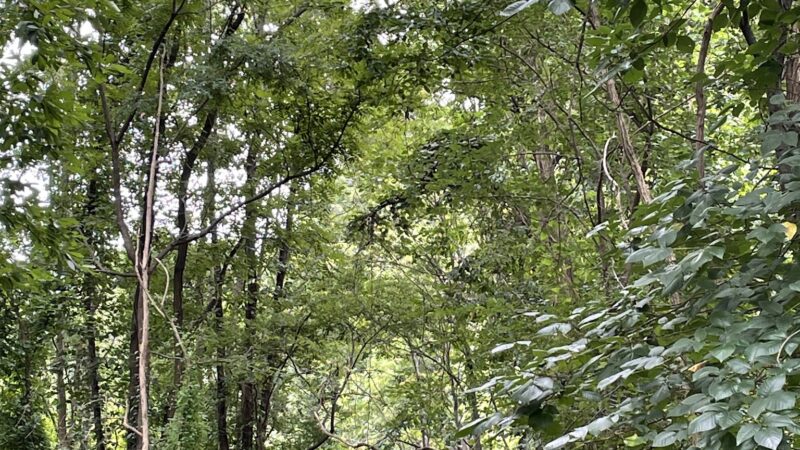 Poricy Park Walking Trails - Red Bank, NJ