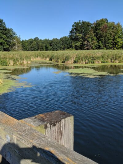 Lake Shore Marshes Wildlife Management Area - Red Creek, NY
