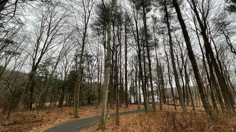 Centennial Watershed State Forest - Redding, CT