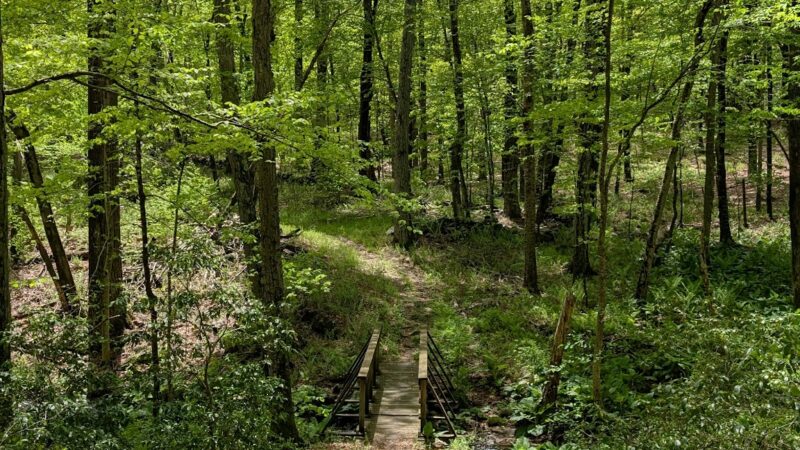 Centennial Watershed State Forest - Redding, CT