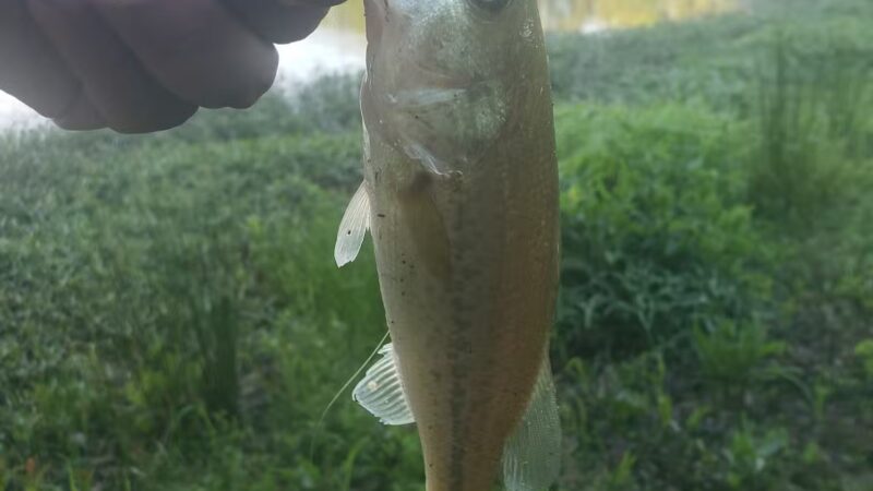 Redfield Ball Park - Redfield, AR