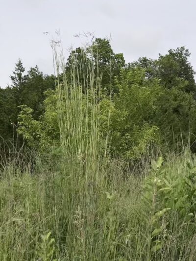 Hanging Rock Park - Redfield, IA