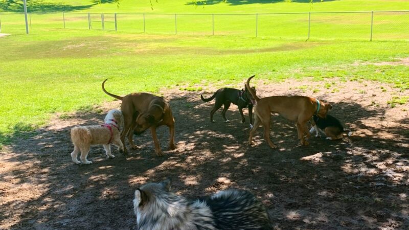 Redlands Dog Park - Redlands, CA