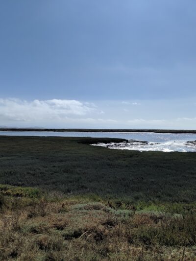 Shore Dogs Park - Redwood City, CA