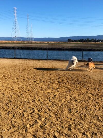 Shore Dogs Park - Redwood City, CA