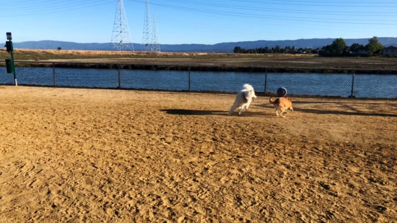 Shore Dogs Park - Redwood City, CA