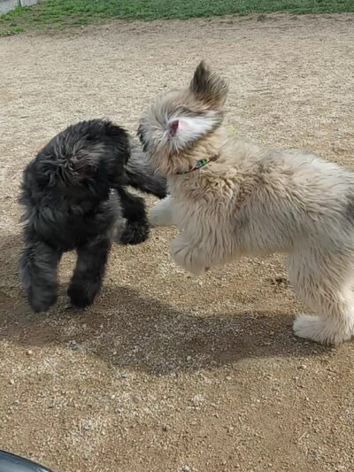 Shore Dogs Park - Redwood City, CA