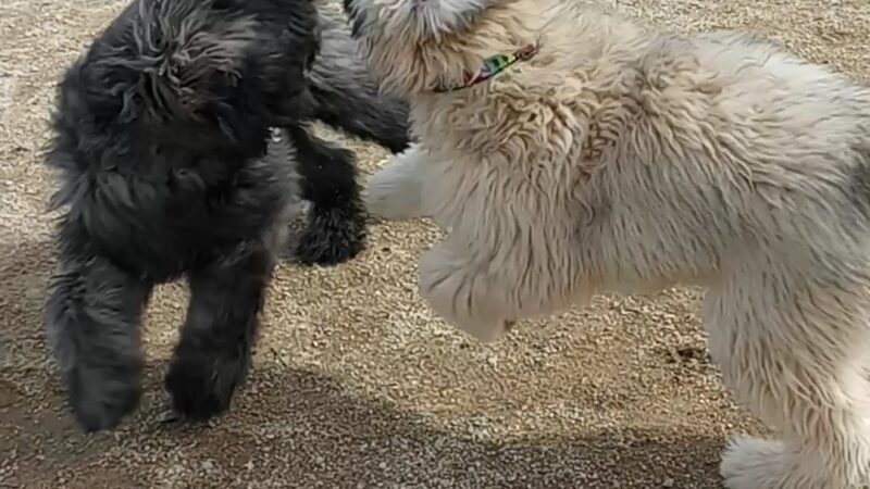 Shore Dogs Park - Redwood City, CA