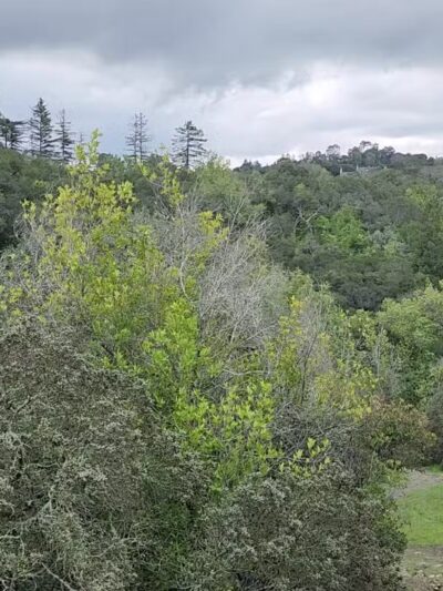 Stulsaft Park - Redwood City, CA