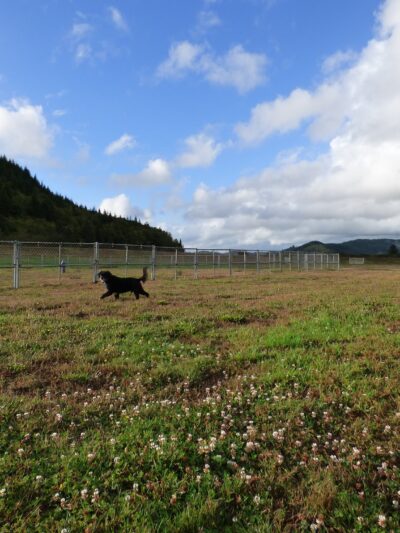 Champion Dog Park - Reedsport, OR