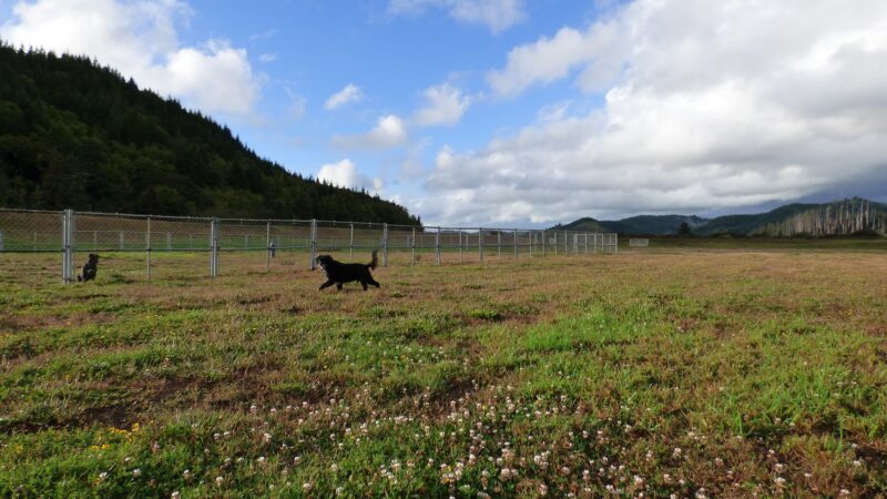 Champion Dog Park - Reedsport, OR