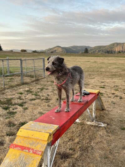 Champion Dog Park - Reedsport, OR