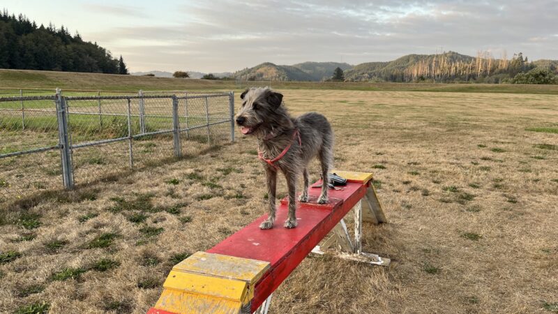 Champion Dog Park - Reedsport, OR