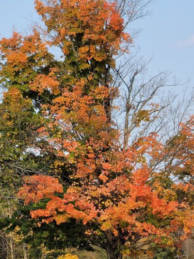 Adirondack Foothills Visitor Center - Remsen, NY